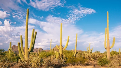 Image of cacti