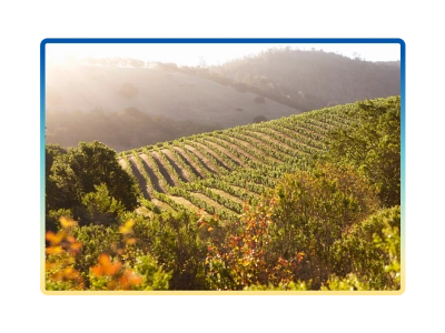 Napa vineyard on a hill.