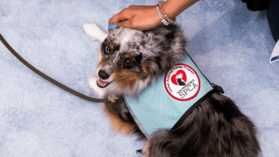 A hand petting a dog wearing a San Francisco SPCA vest
